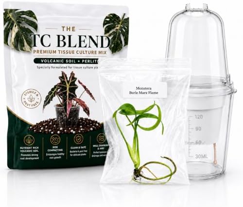 Monstera Burle Marx Flame, Complete Tissue Culture Kit – Rare Live Monstera Plant by Unknown