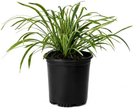Silver Dragon Lilyturf (Liriope) Grass - Gallon Pot - Image 2