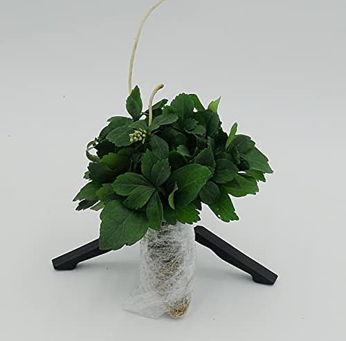 Greenwood Nursery: Live Ground-Cover Plants - Pachysandra Terminalis + Japanese Spurge - [Qty: 25 Bare Roots] - (Click for Other Available Plants/Quantities) - Image 3
