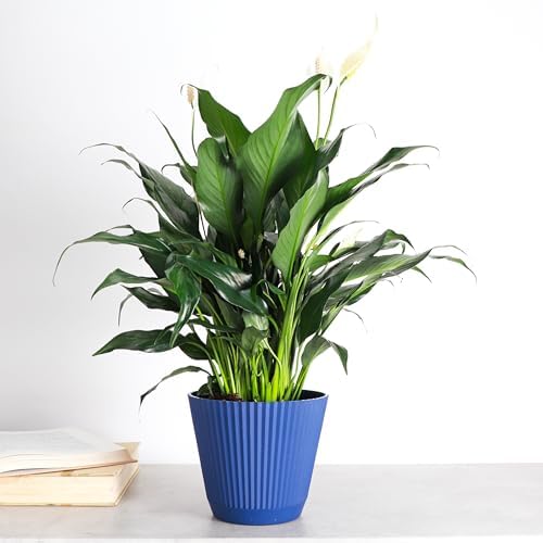 Live Peace Lily Plant, Spathiphyllum, Low Light, Easy to Grow, 6" Pot - Image 4