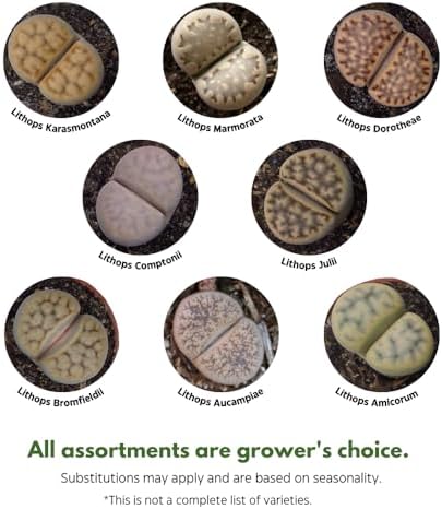 BubbleBlooms Lithops Assortment Living Stones Succulent 2 inch Set of 3 - Image 3