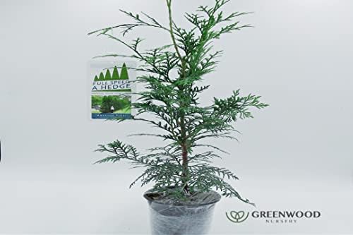 Greenwood Nursery: Live Trees - American Pillar Arborvitae Tree + Thuja Occidentalis - [Qty: 20x Quart Pots] - (Click for Other Available Plants/Quantities) - Image 2