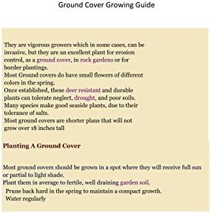 8 Vinca Plants Periwinkle/Vinca - Hardy Groundcover 8 Plants in 4 inch Pots - Image 6