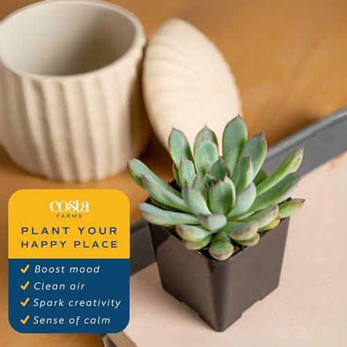Costa Farms Succulents, Live Indoor Plant, Easy Care, Home Decor - Image 4