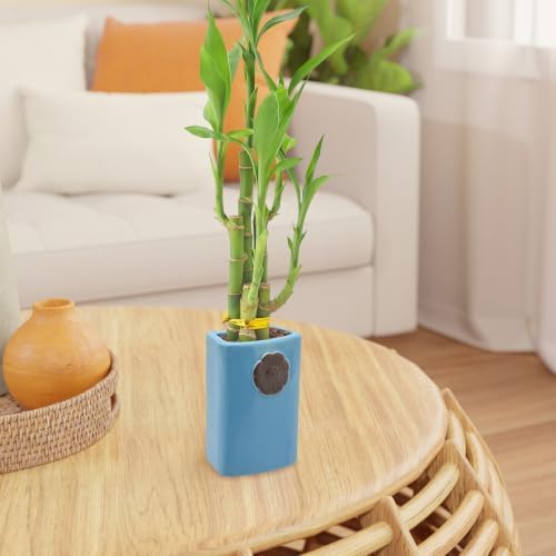 Arcadia Garden Products 5-Stem Lucky Bamboo, Live Indoor Plant in Contour II Ceramic Planter for Home, Work, or Gift, Blue ***Cannot Ship to Hawaii*** - Image 6