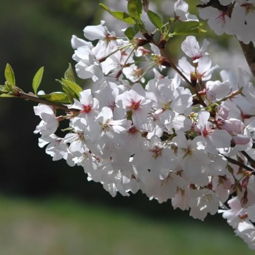 Snow Cherry Blossom Tree, Ornamental Plant Live, 6-12" Tall, in Pot - Image 5