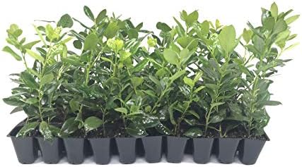 Nellie Holly | 50 Live Plants | Ilex Nellie R. Stevens | Screening Privacy Hedge, Evergreen Shrub, Fast Growing, Dense Foliage, Year-Round Interest, Low Maintenance, Ornamental Berries by FloridaFoliage