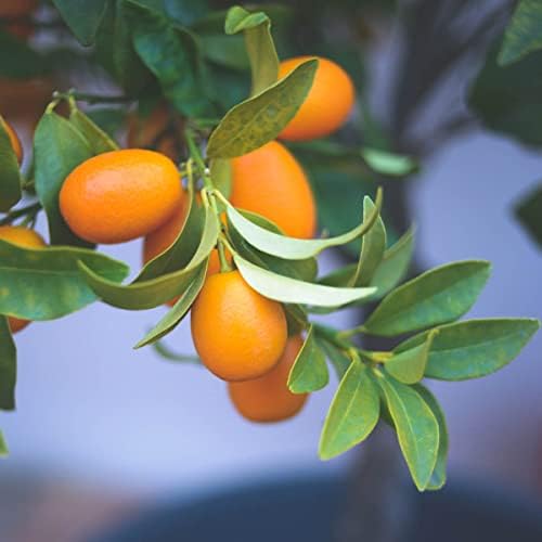 Direct Gardening Cleopatra Dwarf Mandarin Orange Tropical Citrus Starter Tree-Can't Ship to AZ,CA,FL,LA,SC or TX by DirectGardening-Thedirectsourceforallyourgardeningneeds