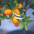 Direct Gardening Cleopatra Dwarf Mandarin Orange Tropical Citrus Starter Tree-Can't Ship to AZ,CA,FL,LA,SC or TX by DirectGardening-Thedirectsourceforallyourgardeningneeds