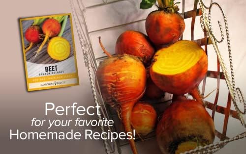 Gardeners Basics Golden Detroit Beet Seeds for Planting, Heirloom, 2 Grams - Image 4
