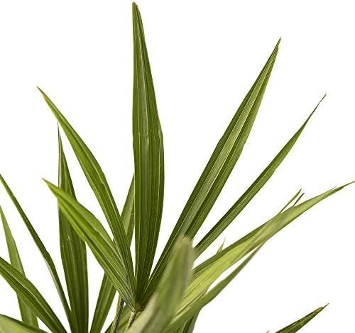 American Plant Exchange Windmill Palm Tree – 4-Inch Pot – Live Cold Hardy Tropical Plant, Drought Tolerant and Easy Care for Outdoor Landscapes, Gardens, or Patio Decor - Image 2