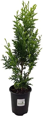 Thuja Green Giant Arborvitae Lot of 4, Quart Pot by Sandys+Nursery+Online%C2%AE