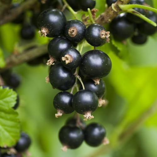 Black Currant Live Plant, Cold Hardy Berry Fruit Seedling, 5-9 Inch Tall - Image 3