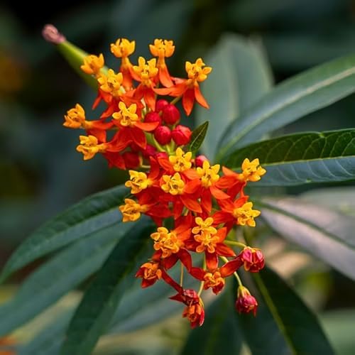 2 Tropical Milkweed Live Plants 4-7 Inches, Asclepias Butterfly Milkweeds - Image 3