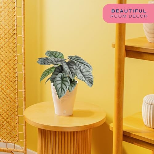 Costa Farms Alocasia, Live Indoor Plant, Easy Care, Home Decor - Image 2