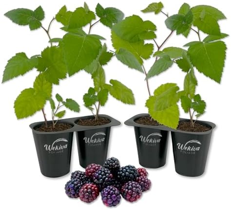 Eclipse BlackBerry Plant - 4 Live Starter Plants - Rubus - Edible Fruit Bearing Bush for Patio and Garden by WekivaFoliage