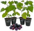 Eclipse BlackBerry Plant - 4 Live Starter Plants - Rubus - Edible Fruit Bearing Bush for Patio and Garden by WekivaFoliage