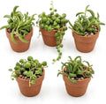 Live Trailing Succulent Plants, Rooted String Varieties, 5-Pack, 2 Inch Pot by DivineRootsBotannicals