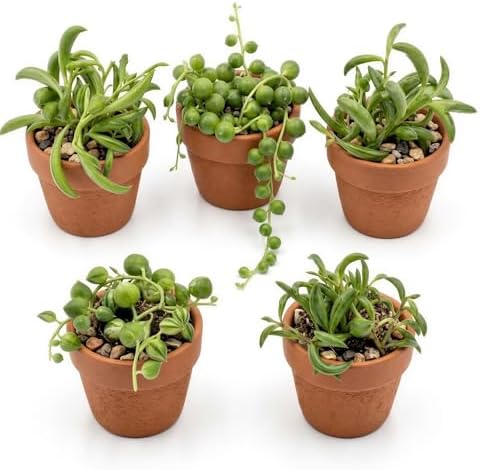 Live Trailing Succulent Plants, Rooted String Varieties, 5-Pack, 2 Inch Pot by DivineRootsBotannicals