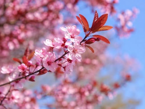 Cherry Myrobalan Plum Tree - 6-12" Tall Live Plant - Image 4