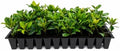 Indian Hawthorn - 3 Live Plants - Rhaphiolepis Indica Alba - Flowering Evergreen Shrub by FloridaFoliage