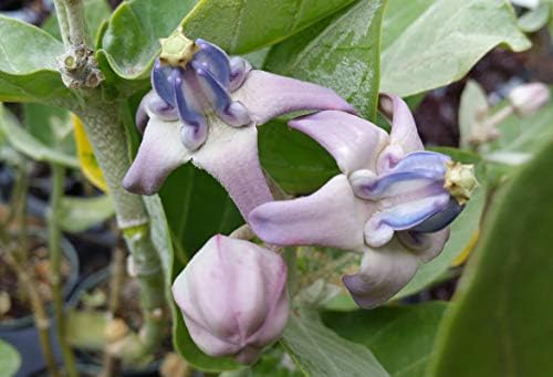 Calotropis Gigantea Giant Milkweed - Live Tropical Tree Plant - Unsual Butterfly Garden Purple Flowers - Emerald Goddess Gardens - Starter Sz 4 Inch Pot - Image 5