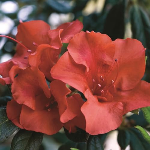 Encore Azalea 2 Gal. Autumn Embers Shrub - Image 2