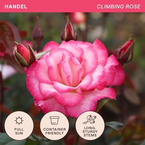 Heirloom Climbing Roses, Live Own Root Plant, Handel - Image 4