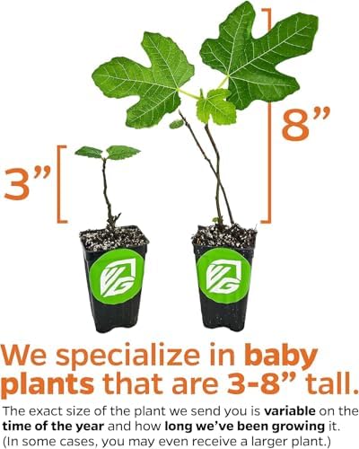 Celeste Fig Tree (1-Pack) Live Starter Plant by Wellspring Gardens - Image 4