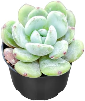 Sprout N Green Echeveria sp. 'Angel Beauty', Live Succulent Plant - Image 2
