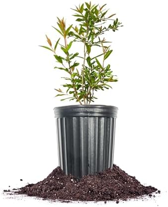 Perfect Plants Afganski Russian Pomegranate Tree, 1 Gallon by PerfectPlantsNursery