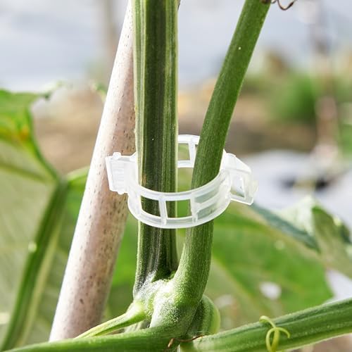 CIQIYO® 200 Pcs Plant Support Clips,Plastic Clips for Securing Plants,Tomato Vine Clips,Plant Fixing Clips,Garden Clips for Climbing Plants,Grape and Vine Vegetables (200, White) - Image 4