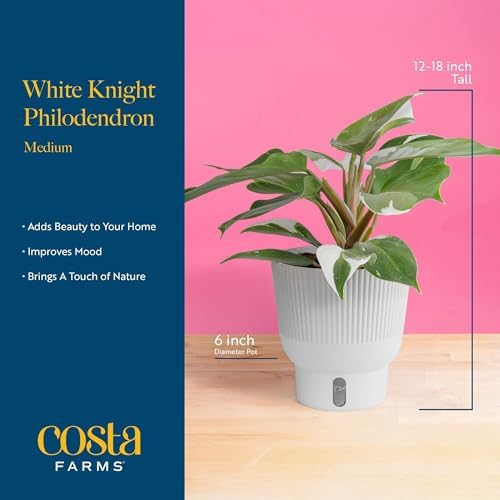 Costa Farms White Knight Philodendron, Live Indoor Plant, Tropical - Image 4