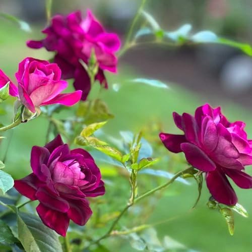 Heirloom Shrub Roses, Live Own Root Plant, Burgundy Iceberg™ - Image 5