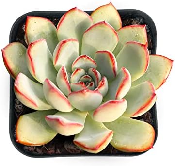 Sprout N Green Echeveria Pulidonis, Mini Live Succulent - Image 2