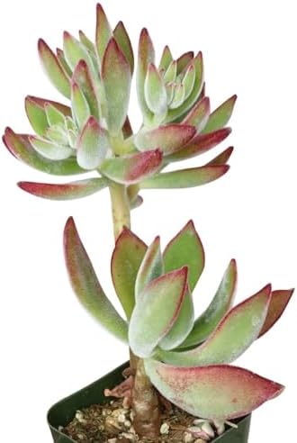 Echeveria Harmsii Ruby Slipper - Colorful 2 inch Succulents - Live Mini Succulent Plants Fully Rooted, Easy Care Indoor and Outdoor, Home and Garden Decor, Wedding Party Favor - Image 3