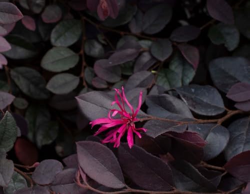 Cerise Charm™ Loropetalum (Chinese Fringe) - Live Plant - (1 QT) - Image 3