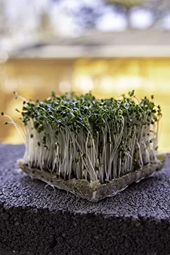 Broccoli Seeds for Sprouting & Microgreens | Calabrese Variety | Non GMO & Heirloom Seeds | Bulk 1 LB Resealable Bag | Rainbow Heirloom Seed Co. - Image 7