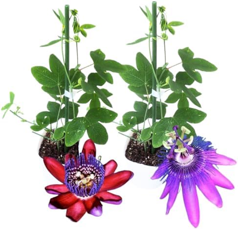 2 Mixed Passion Flower Live Plants, Passiflora Vine to Grow 5-7" Tall - Image 4