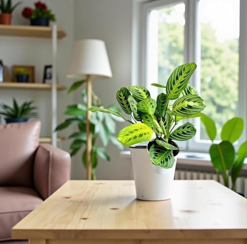Live Plant, Lemon Lime Maranta Prayer Plant, Pet Friendly, Air Purifying, Easy Care, 12-16 inch Tall, Easy to Grow Rare Indoor Plant, Houseplant, 4 inch Pot by Hopewind Plants Shop - Image 6