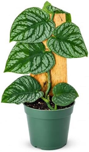 Monstera Dubia Live Plant, Rare Shingle Climbing Indoor Houseplant by NYCitySucculents