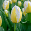 Garden State Bulb Bingo Triumph Tulip Flower Bulbs, 11/12cm (Bag of 100) by GardenStateBulbCo