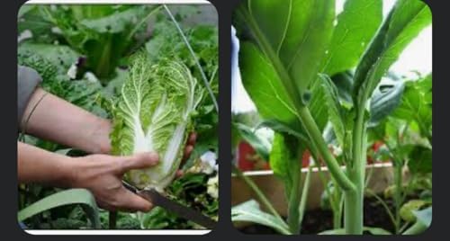 Asian Garden Vegetable 5000+++Seeds Collection for Fall Planting, Mixed Varieties gailan, tatsoi, GAI Choy, bok Choi, pak Choy, Lettuce...Cool Season Leafy Vegetables - Image 5