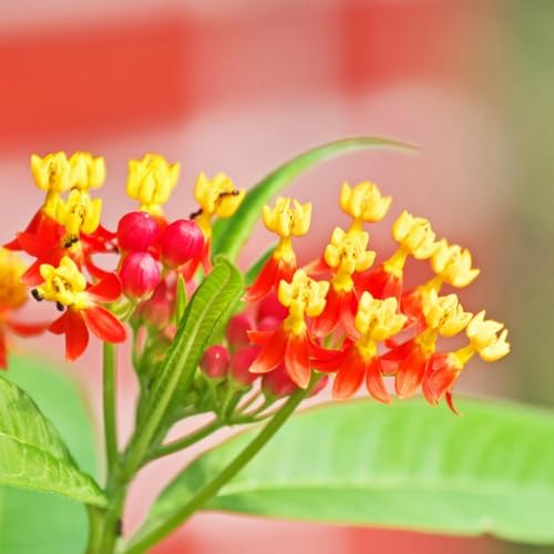 2 Red Milkweed Asclepias Live Plants, Flowering Plant, 5-8 Inch Tall - Image 5