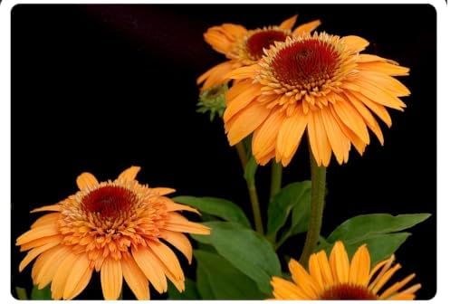 Cantaloupe Supreme Coneflower Live Plant – Echinacea purpurea – Peach-Orange Flowering Native Perennial – Pollinator Friendly – 2.5 Inch Pot - Image 7