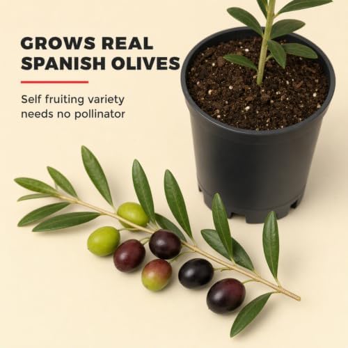 ragnaroc Arbequina Olive Tree Live Plant, 2-Inch Plug, 10+ Inches Tall, 4ct - Image 6