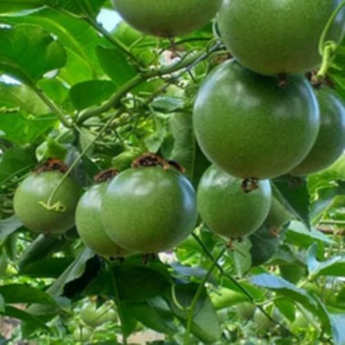 Yellow Passion Fruit Live Plant, Fully Rooted Fruit Vine, 5-7 Inch Tall - Image 3
