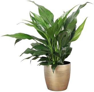 Live Peace Lily Plant, Spathiphyllum, Low Light, Easy to Grow, 4" Pot by ThorsensGreenhouse
