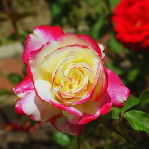 Double Delight Climbing Roses Live Plant, Rose Bush Plant, 5-7 Inch Tall - Image 6