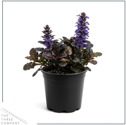 Ajuga (2 Pack) - Live Flowering Ground Cover Perennial, 8" Tall by 5" Wide in 1 Qt Pot - Image 3